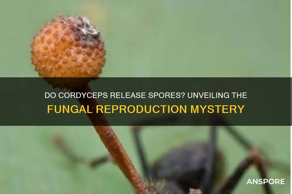 do cordyceps release spores
