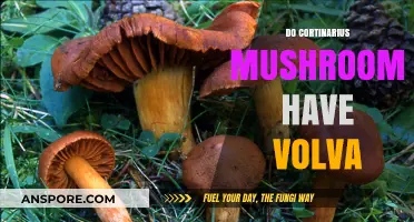 Cortinarius Mushrooms: Volva or Not?