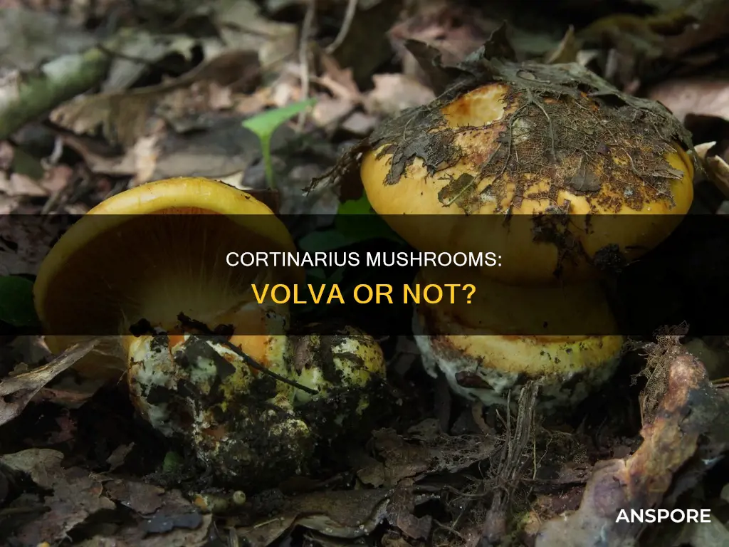 do cortinarius mushrooms have volva