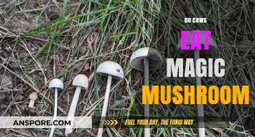 Do Cows Eat Magic Mushrooms? Unraveling the Myth and Facts