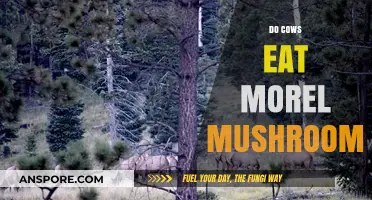 Can Cows Safely Eat Morel Mushrooms? Facts and Risks Explained