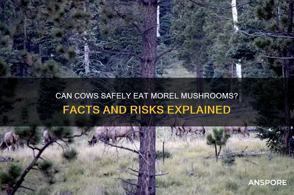 do cows eat morel mushrooms