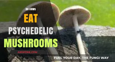 Do Cows Eat Psychedelic Mushrooms? Unraveling the Myth and Facts