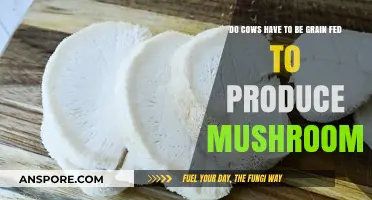 Can Cows Produce Mushrooms Without Grain-Fed Diets? Exploring the Link