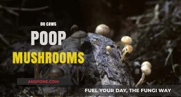 The Mystery of Cow Dung and Mushrooms