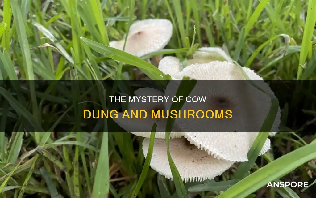 do cows poop mushrooms