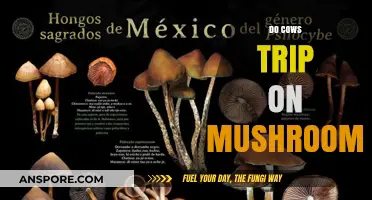 Mushroom Menace: Do Cows Trip?