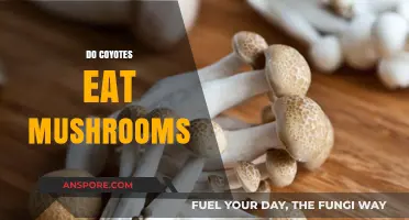 Do Coyotes Eat Mushrooms? Exploring Their Diet and Fungal Habits
