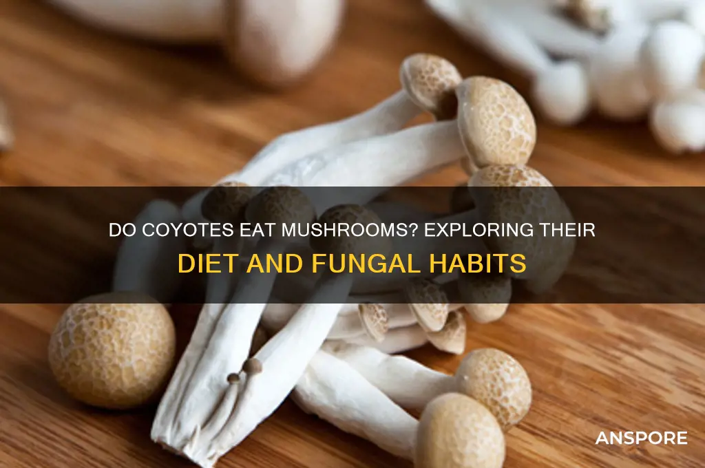 do coyotes eat mushrooms