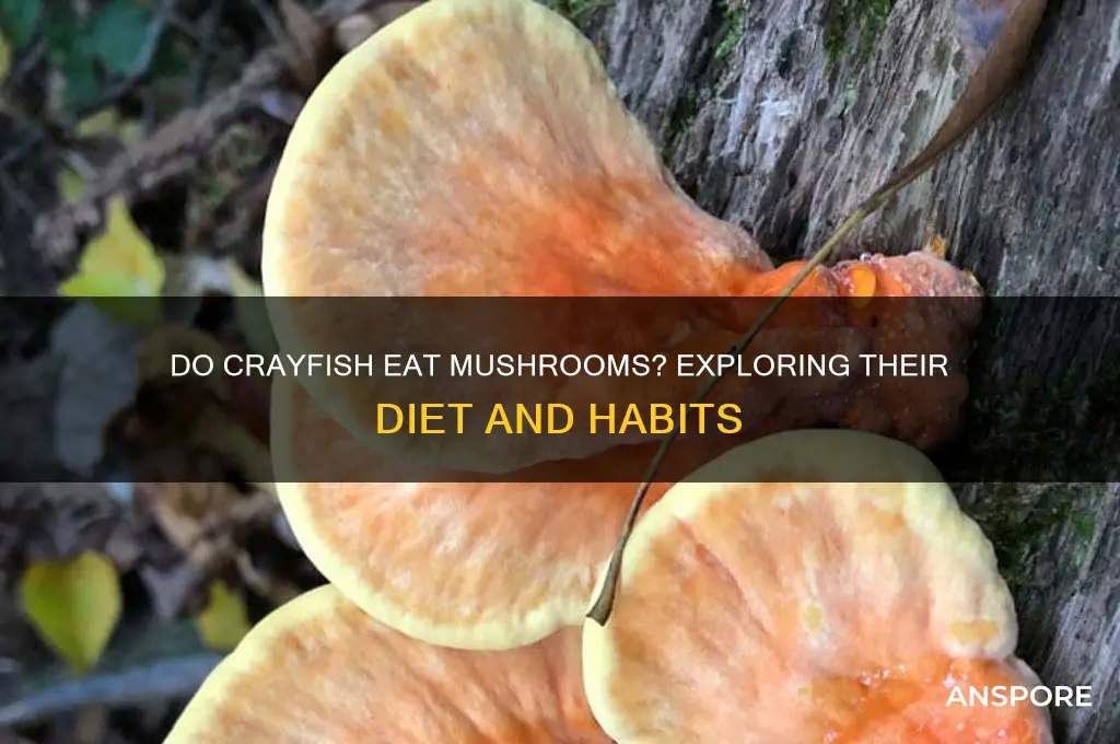 do crayfish eat mushrooms