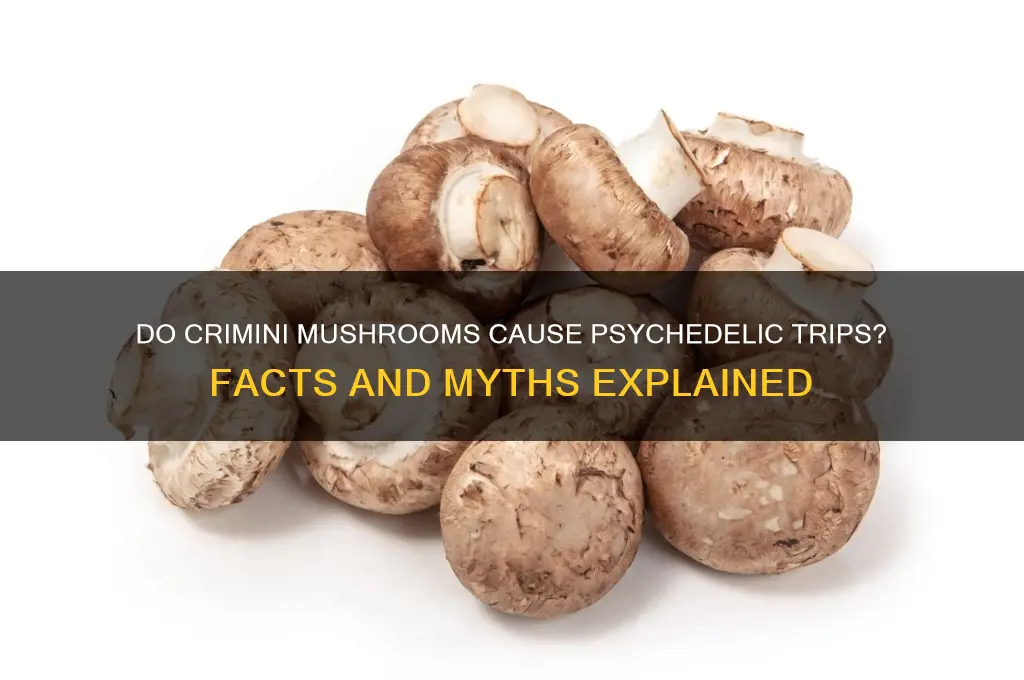 do crimini mushrooms make you trip