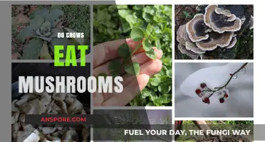 Do Crows Eat Mushrooms? Exploring Their Foraging Habits and Diet