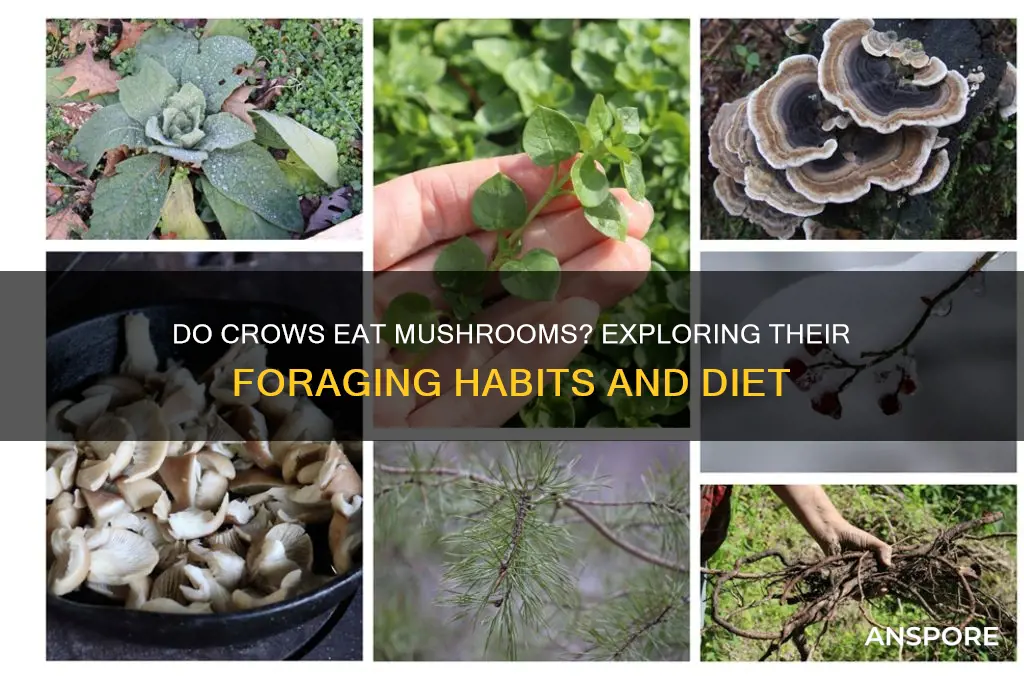 do crows eat mushrooms
