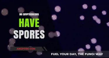 Cryptococcus: Unveiling the Truth About Spores in This Fungal Pathogen