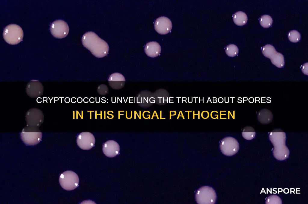 do cryptococcus have spores