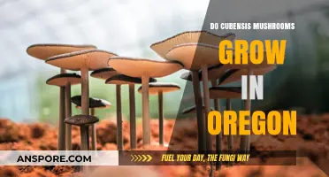 Exploring Oregon's Forests: Do Cubensis Mushrooms Thrive There?