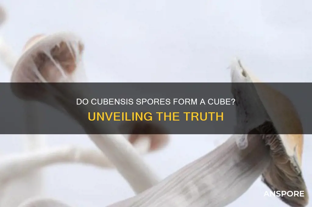 do cubensis spores form a cube