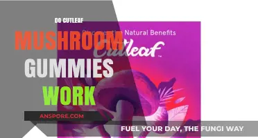 Cutleaf Mushroom Gummies: Do They Work?