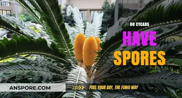 Do Cycads Have Spores? Unveiling Their Unique Reproduction Methods