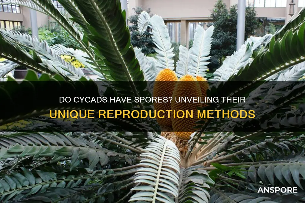 do cycads have spores