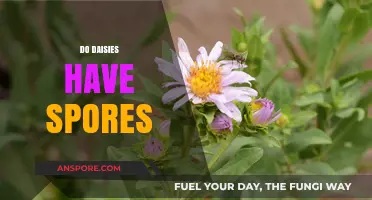 Do Daisies Have Spores? Unveiling the Truth About Daisy Reproduction