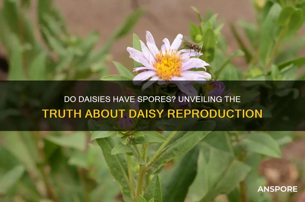do daisies have spores
