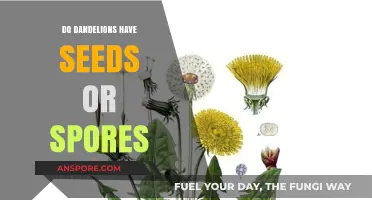 Dandelions: Seeds or Spores? Unraveling the Mystery of Their Reproduction