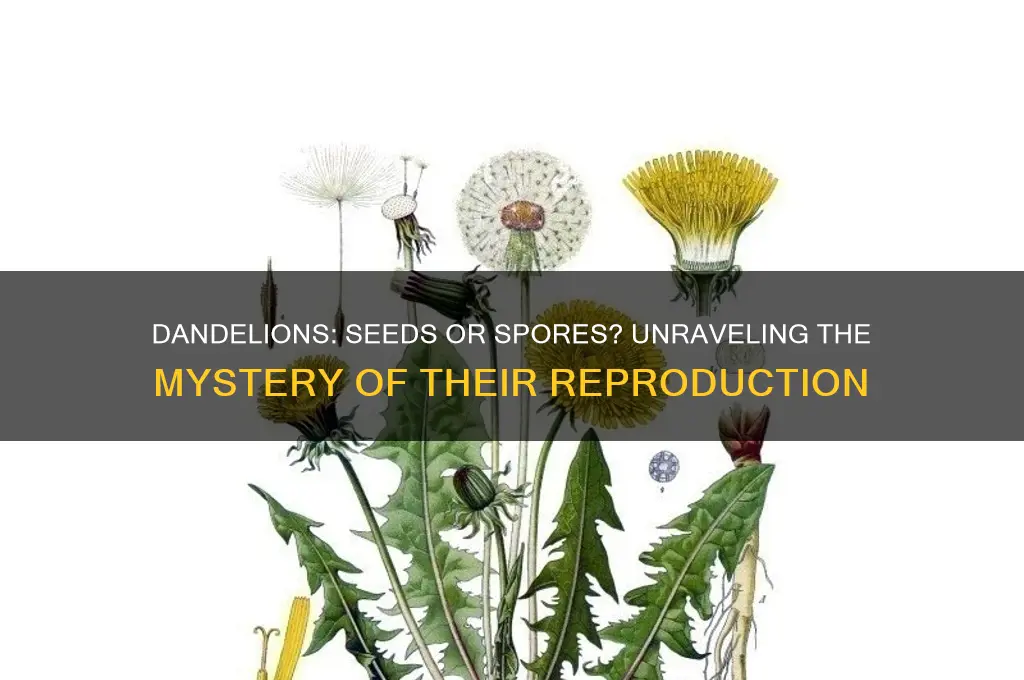 do dandelions have seeds or spores