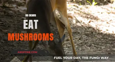 Do Deer Eat Mushrooms? Exploring Their Diet and Fungal Preferences