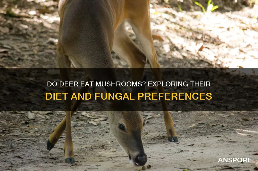 do dears eat mushrooms