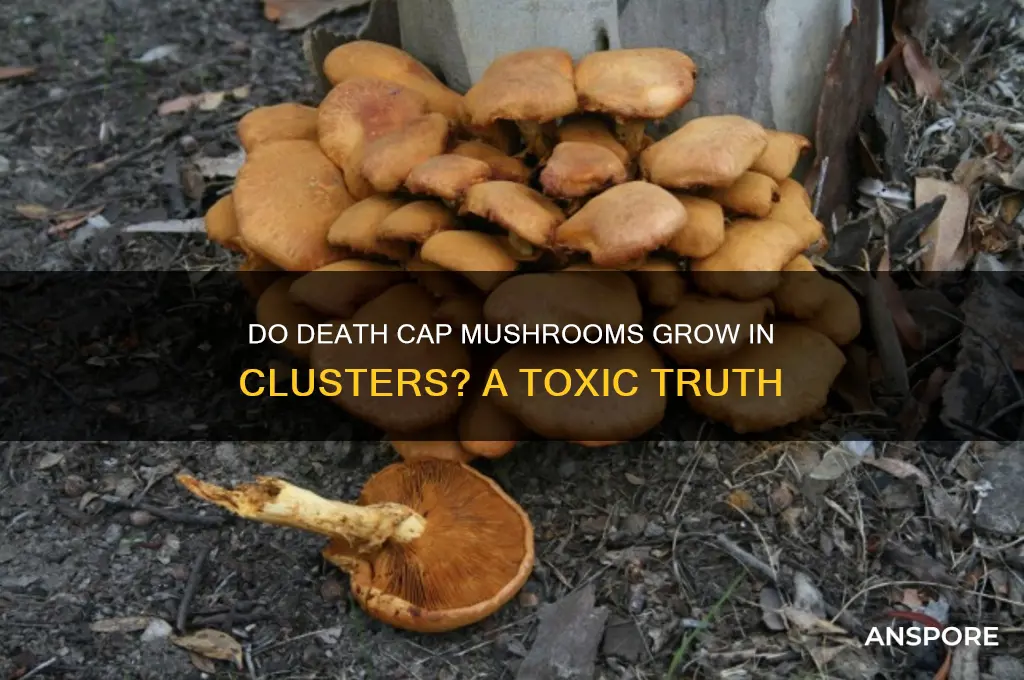 do death cap mushrooms grow in clusters
