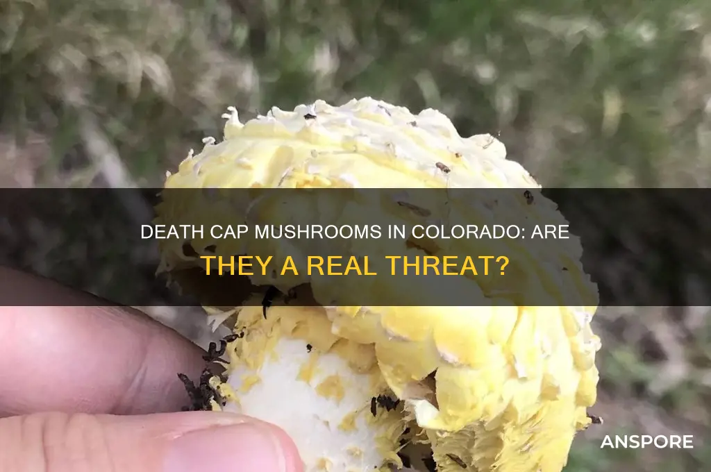 do death cap mushrooms grow in colorado