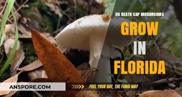 Do Death Cap Mushrooms Grow in Florida? A Toxic Truth