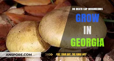 Death Cap Mushrooms in Georgia: Are They a Real Threat?