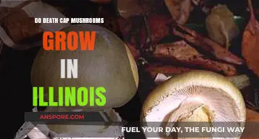Death Cap Mushrooms in Illinois: Are They a Real Threat?