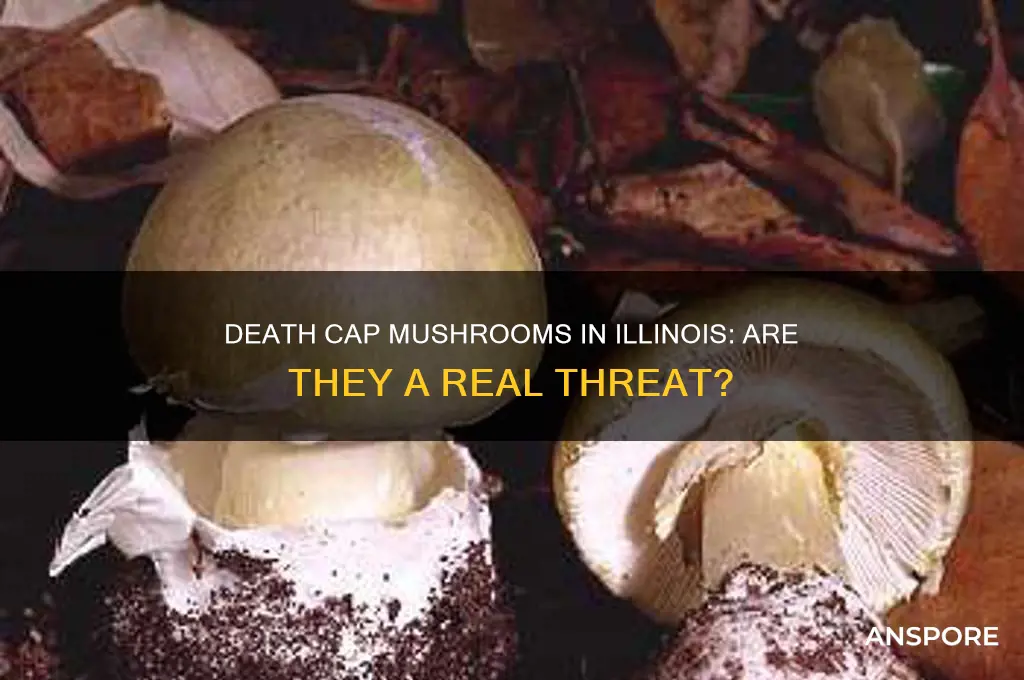 do death cap mushrooms grow in illinois