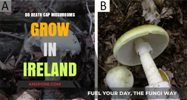 Death Cap Mushrooms in Ireland: Are They a Real Threat?