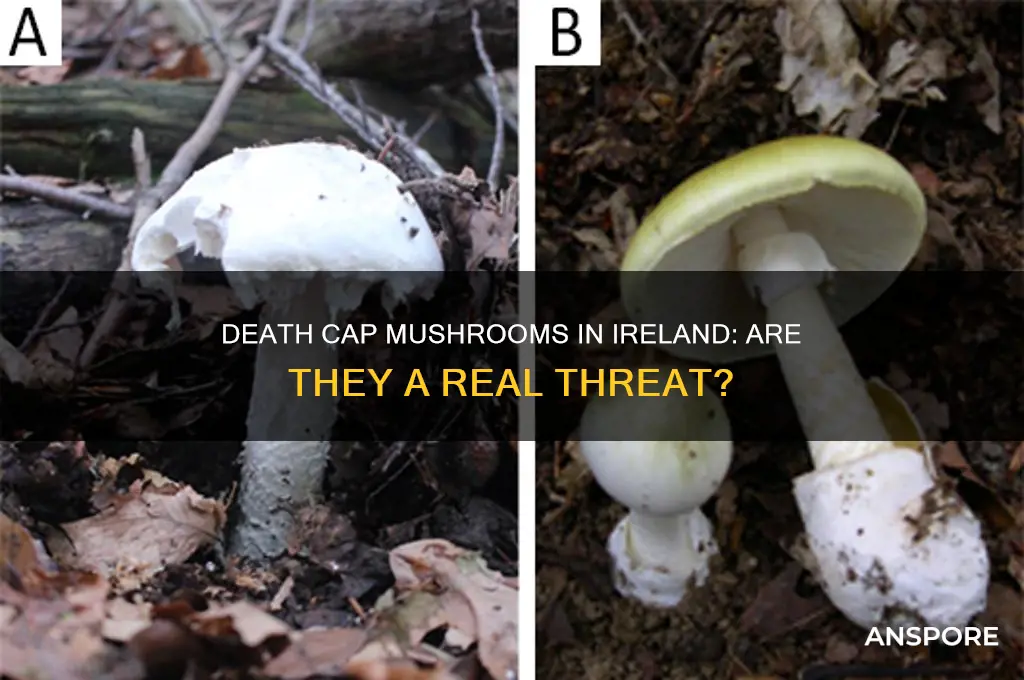 do death cap mushrooms grow in ireland