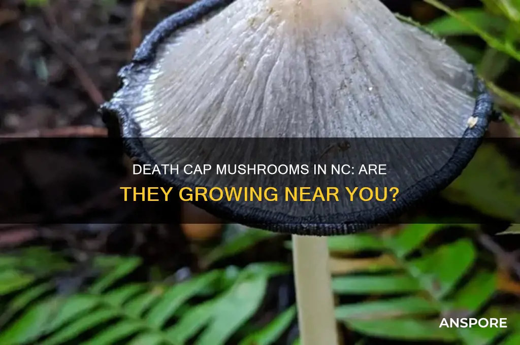 do death cap mushrooms grow in nc