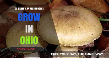 Death Cap Mushrooms in Ohio: Are They a Real Threat?