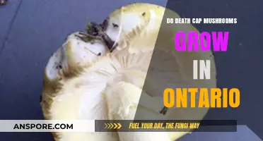 Death Cap Mushrooms in Ontario: Are They a Real Threat?