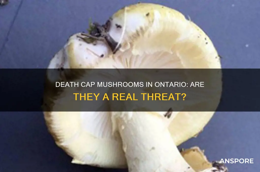 do death cap mushrooms grow in ontario
