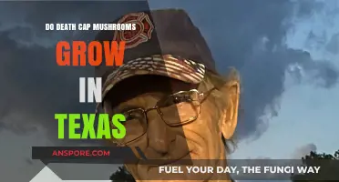 Death Cap Mushrooms in Texas: Are They a Real Threat?