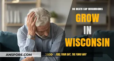 Do Death Cap Mushrooms Grow in Wisconsin? A Toxic Fungus Guide