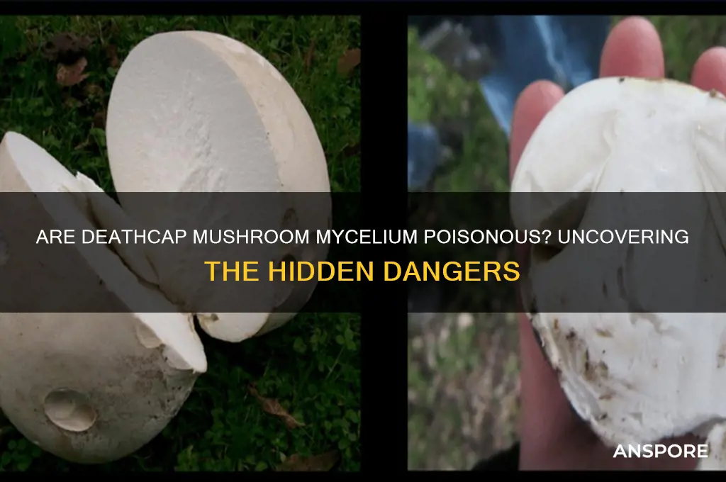 do deathcap mushroom mycelium contain poison