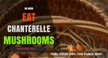Do Deer Eat Chanterelle Mushrooms? Unveiling Forest Foraging Habits