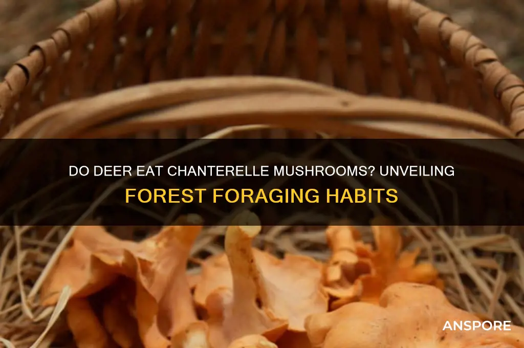 do deer eat chanterelle mushrooms