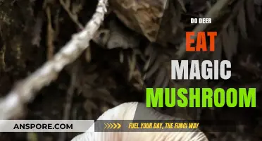Do Deer Consume Psychedelic Fungi? Unveiling the Magic Mushroom Mystery