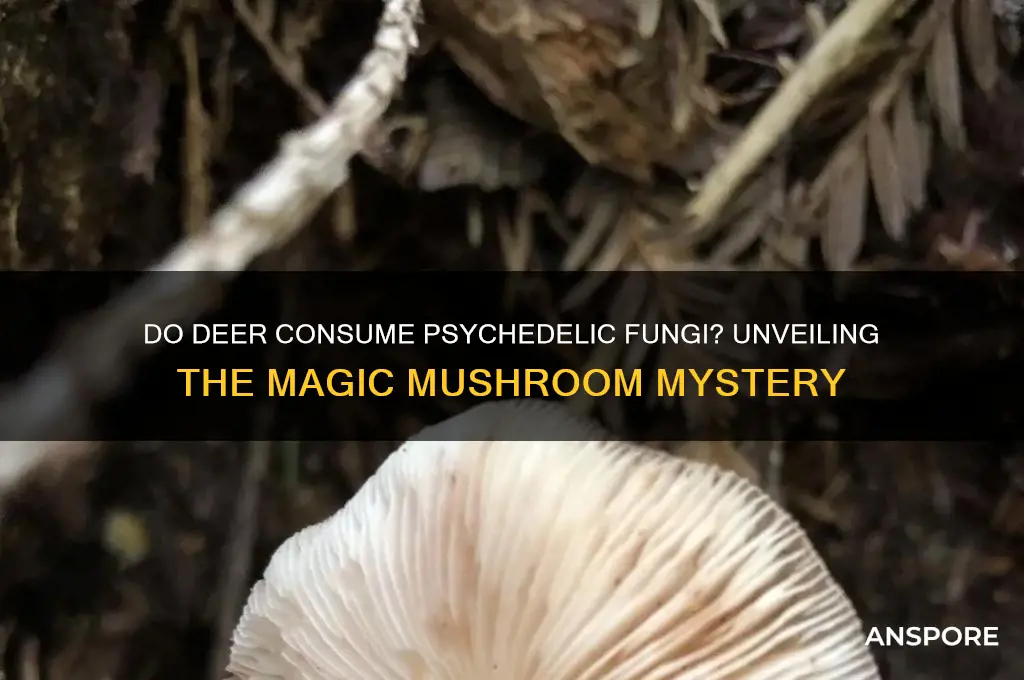 do deer eat magic mushrooms