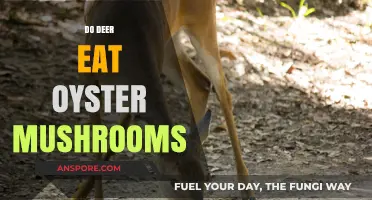 Do Deer Eat Oyster Mushrooms? Uncovering Their Foraging Habits